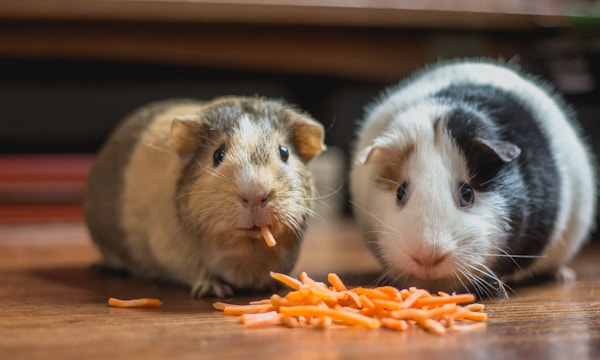 Environnements avec animaux